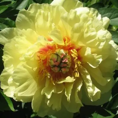 Пион ЗОЛОТАЯ КОРОНА древовидный в Кобрине