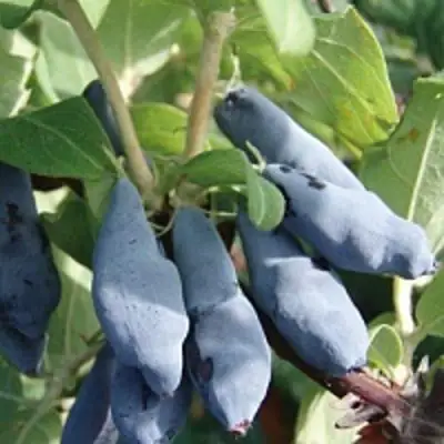 Жимолость съедобная НИМФА (ГАММА) в Кобрине