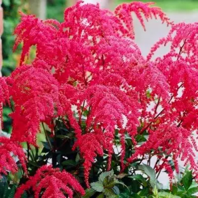 Астильба РЕД ЧАРМ Арендса в Кобрине
