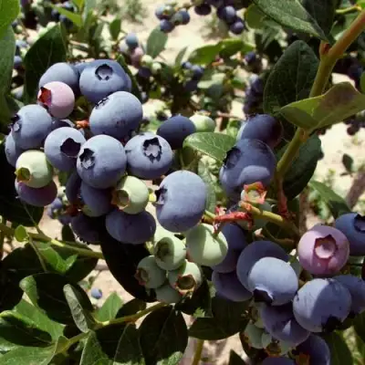 Голубика ЭЛИЗАБЕТ в Кобрине