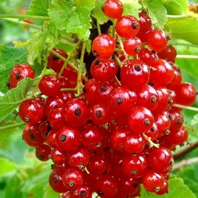 Смородина красная НЕНАГЛЯДНАЯ в Кобрине