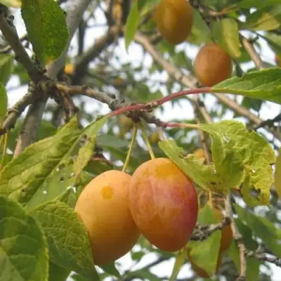 Слива НАТАША в Кобрине