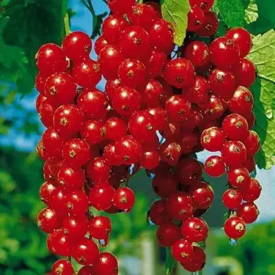 Смородина красная РОВАДА в Кобрине