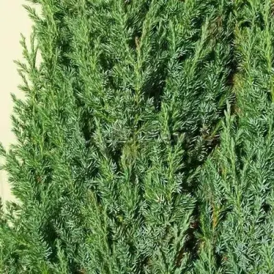 Можжевельник ХИБЕРНИКА обыкновенный  в Кобрине