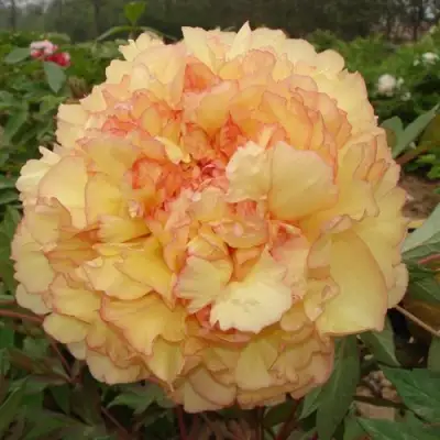 Пион ЗОЛОТАЯ РОССЫПЬ древовидный в Кобрине