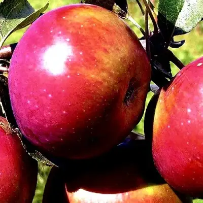 Яблоня ВЕСЯЛИНА в Кобрине