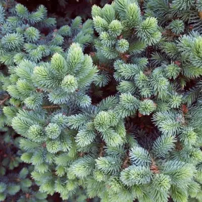 Ель ЭХИНИФОРМИС сизая в Кобрине