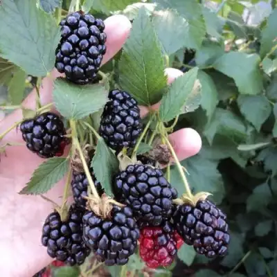 Ежевика ОУАЧИТА бесшипная  в Кобрине