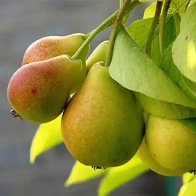 Груша СЕВЕРЯНКА в Кобрине