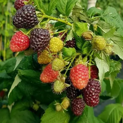 Малина БЛЭК ПОЛЬКА (ХЕБАН) в Кобрине