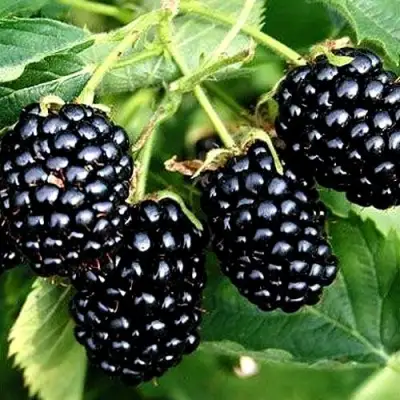 Ежевика ПРАЙМ АРК ТРЕВЕЛЕР ремонтантная  в Кобрине