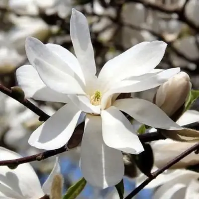 Магнолия ЛЕБНЕРА МЕРРИЛЛ в Кобрине