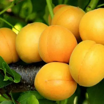 Абрикос ЦАРСКИЙ в Кобрине