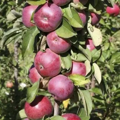 Яблоня ЕСЕНИЯ колонновидная в Кобрине