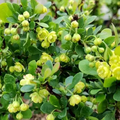 Барбарис КОБОЛЬД тунберга в Кобрине