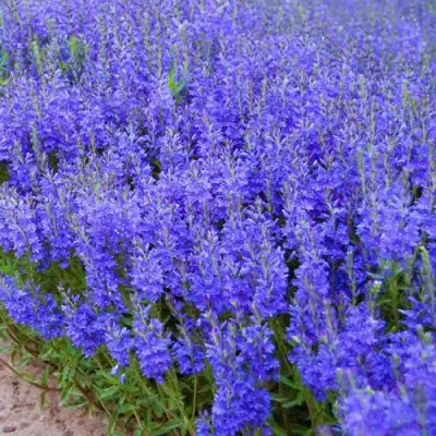 Вероника австрийская в Кобрине