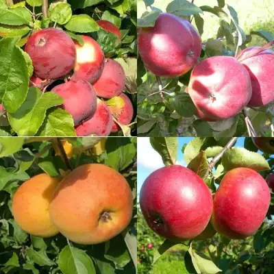 Комплект ЯБЛОНЕВЫЙ КВАРТЕТ в Кобрине