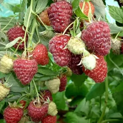 Малина ЖАР-ПТИЦА в Кобрине