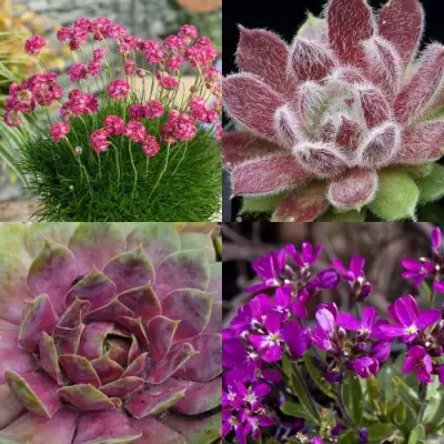 Комплект МИНИ САД в Кобрине