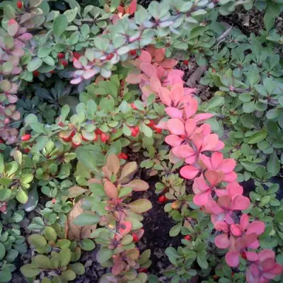 Барбарис ГРИН КАРПЕТ тунберга в Кобрине