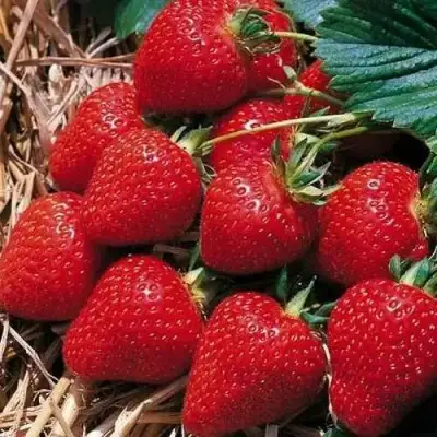 Клубника КИМБЕРЛИ в Кобрине