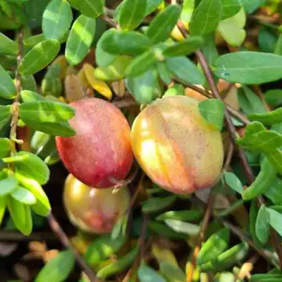 Клюква СТАНКОВИЧ в Кобрине