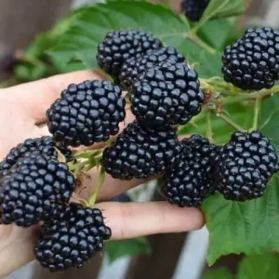 Ежевика ДЖАМБО бесшипная  в Кобрине