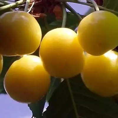 Черешня ЧЕРМАШНАЯ в Кобрине