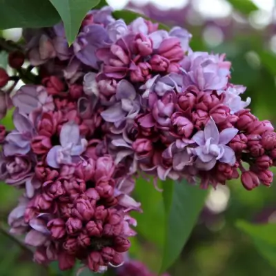 Сирень П.П.КОНЧАЛОВСКИЙ в Кобрине