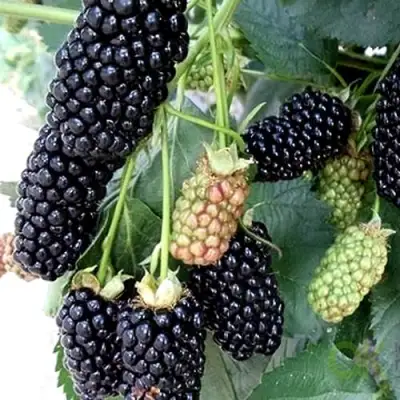 Ежевика ПРАЙМ АРК 45 ремонтантная   в Кобрине