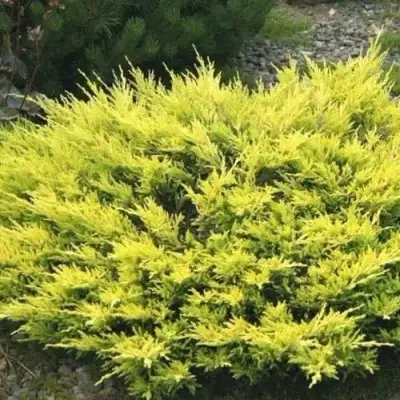 Можжевельник ЛАЙМ ГЛОУ горизонтальный  в Кобрине