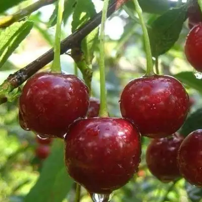 Вишня ВОЛОЧАЕВКА в Кобрине