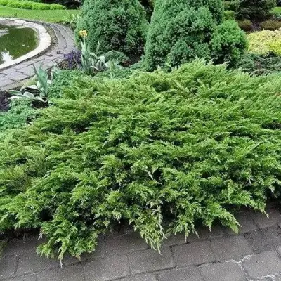 Можжевельник РОКЕРИ ДЖЕМ казацкий  в Кобрине