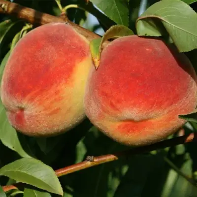 Персик МАРИЯ в Кобрине