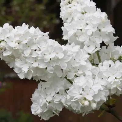 Сирень ФЛОРА в Кобрине