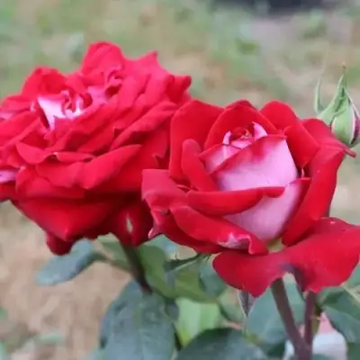 Роза АЛЬЯНС чайно-гибридная в Кобрине