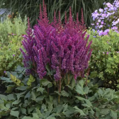 Астильба ВИЖНС китайская в Кобрине