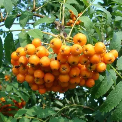 Рябина НЕВЕЖИНСКАЯ ЖЕЛТАЯ сладкоплодная в Кобрине