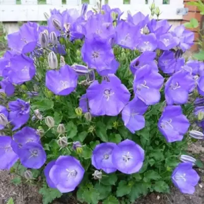 Колокольчик САНТА карпатский в Кобрине