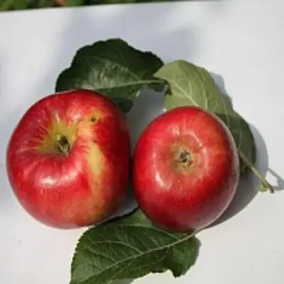 Яблоня РЕДФРИ в Кобрине