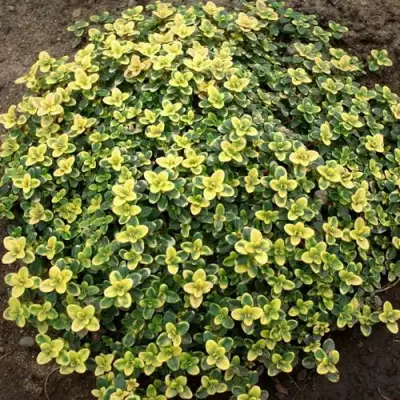 Тимьян ДОННА ВАЛЕЙ лимоннопахнущий в Кобрине