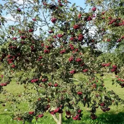 Рябина БУРКА сладкоплодная в Кобрине