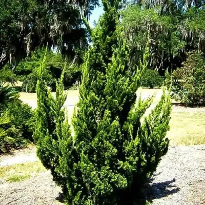 Можжевельник КАЙЗУКА китайский в Кобрине