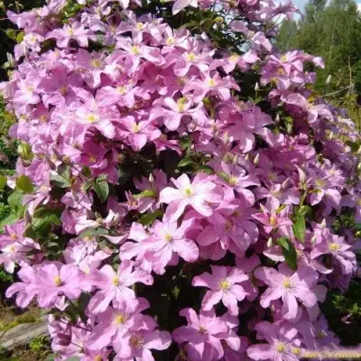 Клематис КОМТЕСС ДЕ БУШО в Кобрине