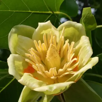 ЛИРИОДЕНДРОН тюльпанный в Кобрине