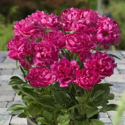 Пион ЛОНДОН травянистый в Кобрине