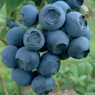 Голубика РУБЕЛ в Кобрине