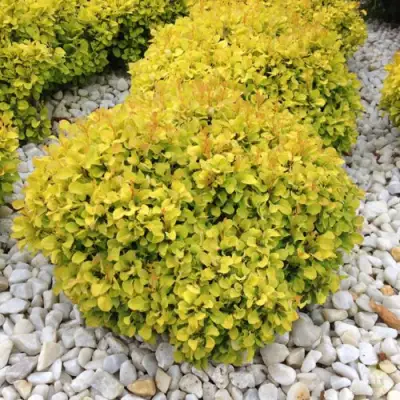 Барбарис БОНАНЗА ГОЛД тунберга в Кобрине