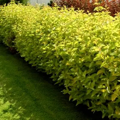 Комплект ДАРТС ГОЛД в Кобрине