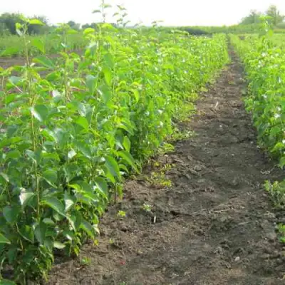 Подвой черешни ДИКАЯ ЧЕРЕШНЯ в Кобрине